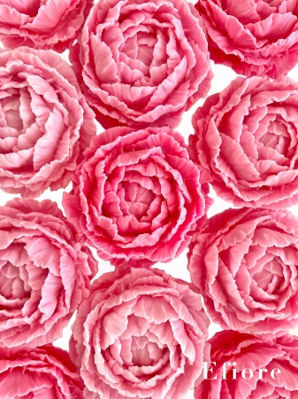 Dárkové balení tří mýdlových květů pivoněk - světle růžová